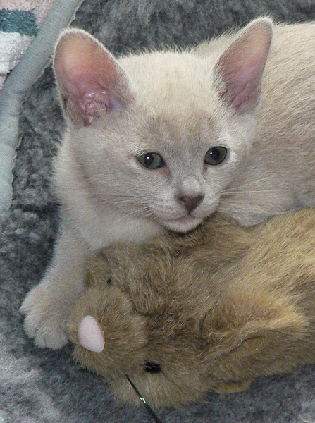 Odile met knuffeldier