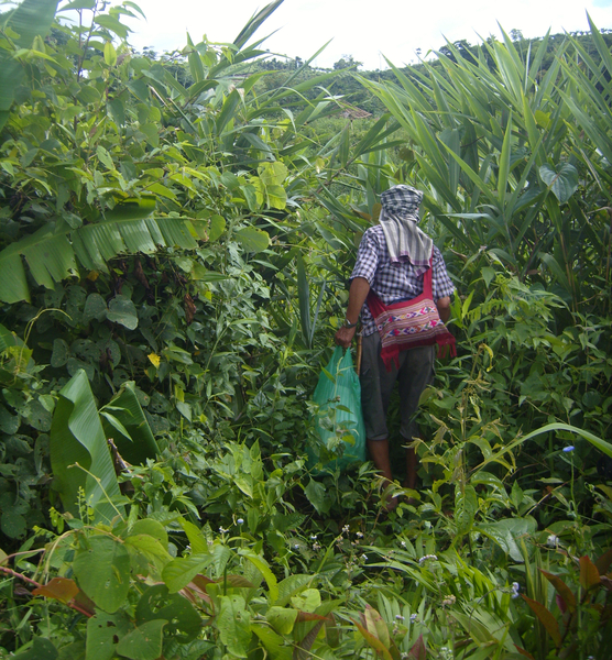 Op zoek naar middagmaal