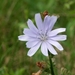 Turda kloof flora