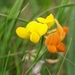 Turda kloof flora1