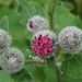 Turda kloof flora2