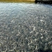  Forel in Gilau