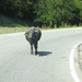 Waterbuffel op weg