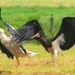 Witte en zwarte ooievaar
