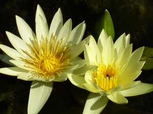 bloemen in le Jardin d'eau