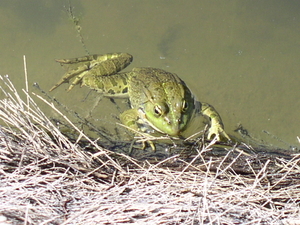 kikker in le Jardin d'eau