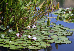 bloemen in le Jardin d'eau