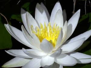 bloemen in le Jardin d'eau