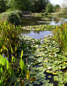 bloemen in le Jardin d'eau