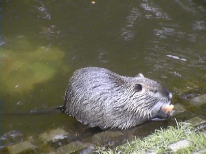 22 - Muskusrat in Bugel