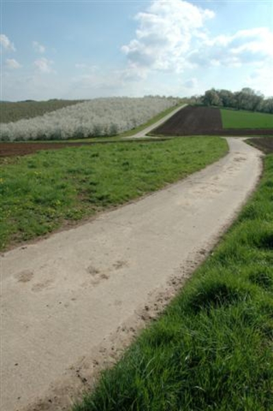 Bloesemlandschap
