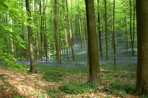 Hallerbos