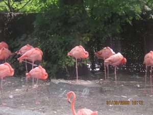 zoo antwerpen 005