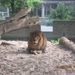 zoo antwerpen 027