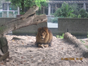 zoo antwerpen 027