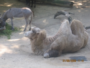 zoo antwerpen 046