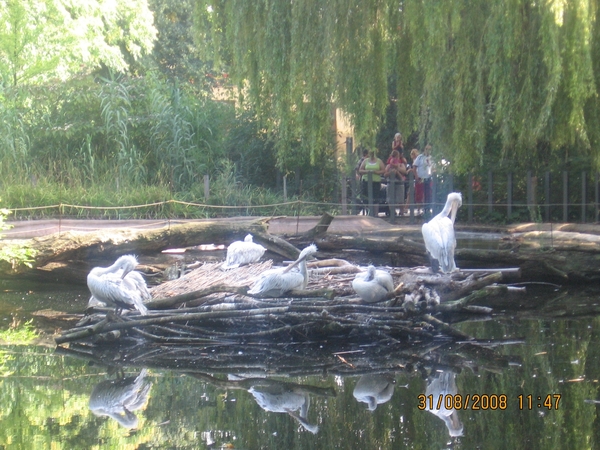 zoo antwerpen 049