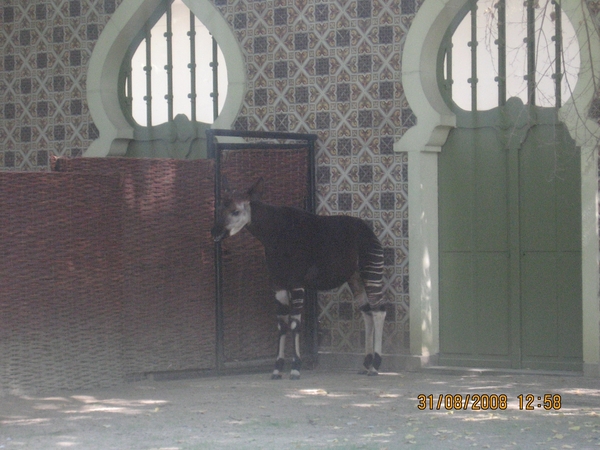 zoo antwerpen 069