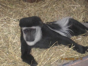 zoo antwerpen 082