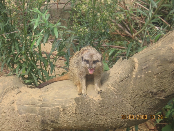 zoo antwerpen 090