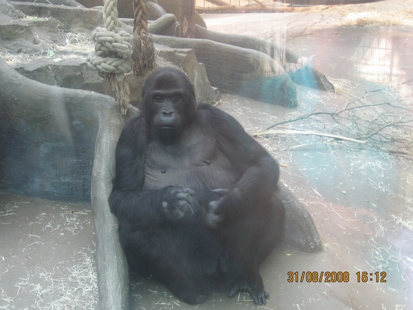 zoo antwerpen 157