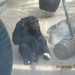 zoo antwerpen 155