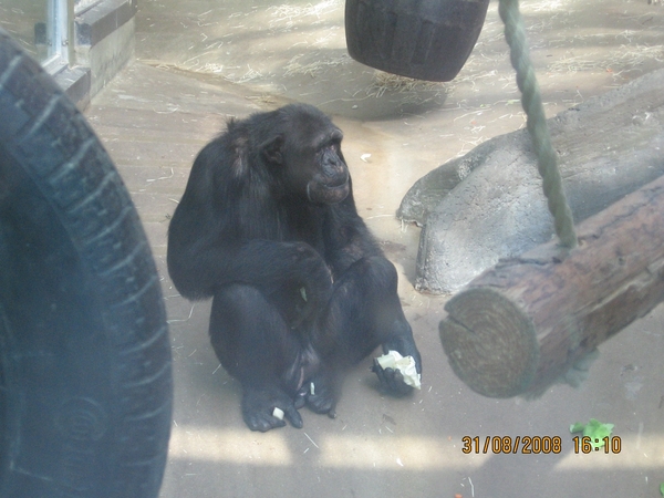 zoo antwerpen 155