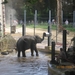 zoo antwerpen 103