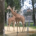 zoo antwerpen 108