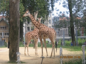 zoo antwerpen 108