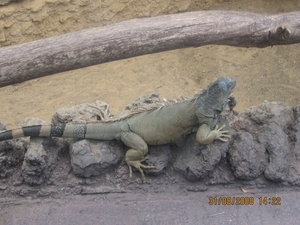 zoo antwerpen 120