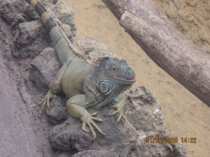 zoo antwerpen 121