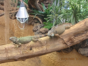 zoo antwerpen 123