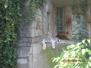 zoo antwerpen 141