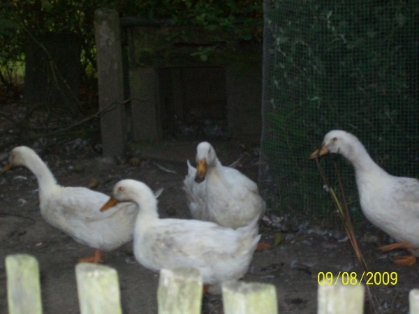 BBQ bij alain , els en chanelleke  9 Agustus 2009 049