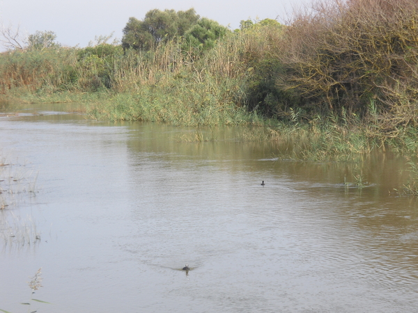 s'Albufera