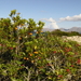 Mediterrane flora