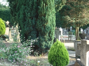 DSC03229