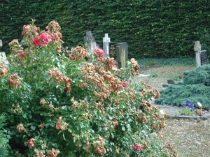 DSC03245