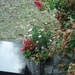 DSC03246