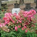 DSC04564