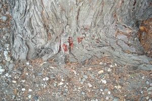 DSC05003