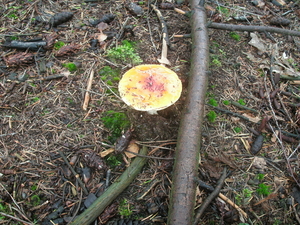 De natuur rond Ede 2010 004