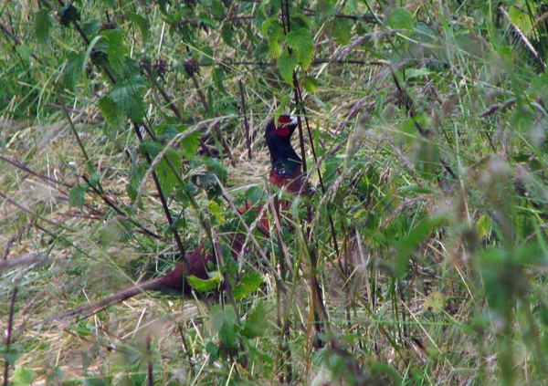 0008-IMG_7563_Scheldeveren