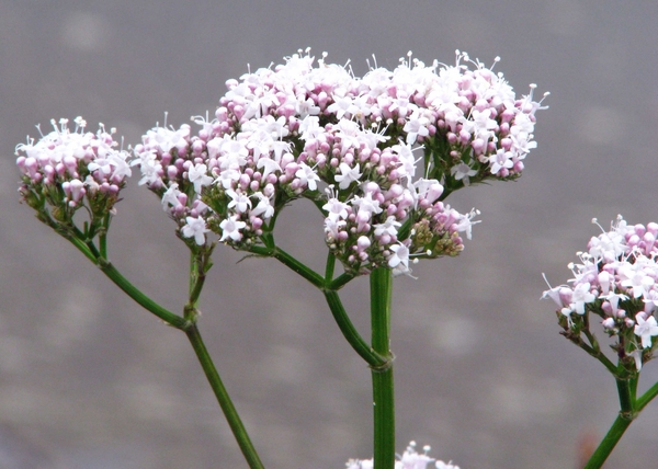 0024-IMG_7622_Scheldeveren