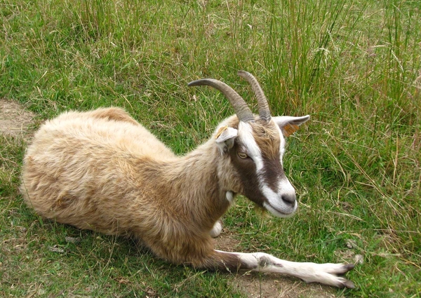 0020-IMG_7201_Scheldeveren