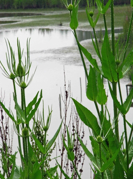 0021-IMG_7609_Scheldeveren