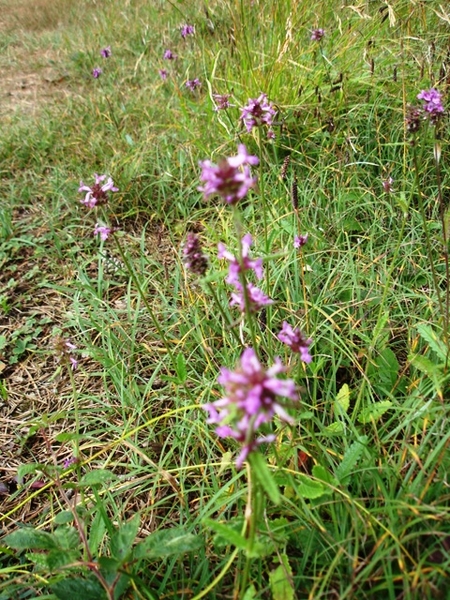 Ardennen Adeps wandeling Vierves-sur-Viroin