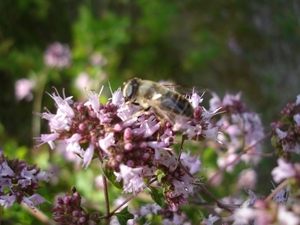 2009_07_25 Vierves-sur-Viroin 54