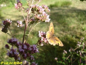 2009_07_25 Vierves-sur-Viroin 57